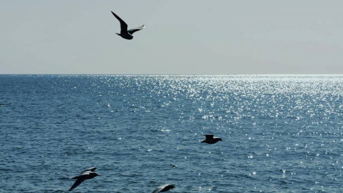 海鸥  大海