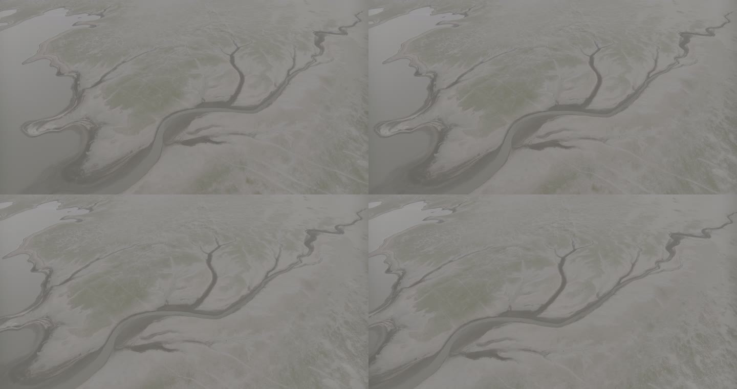 九江鄱阳湖生命之树4K灰片LOG素材