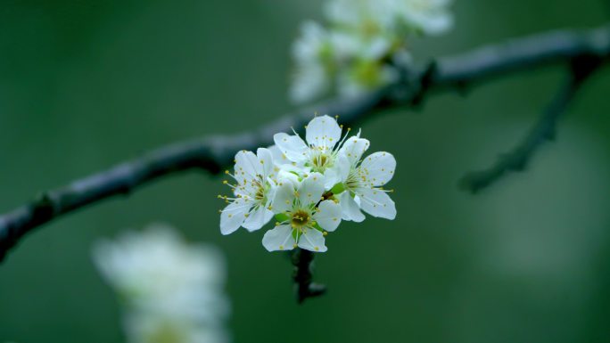 梨花盛开春天蜜蜂花开花花瓣梨花梨花开花花