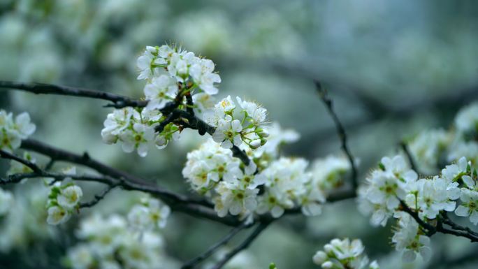 梨花盛开春天蜜蜂花开花花瓣梨花梨花开花花