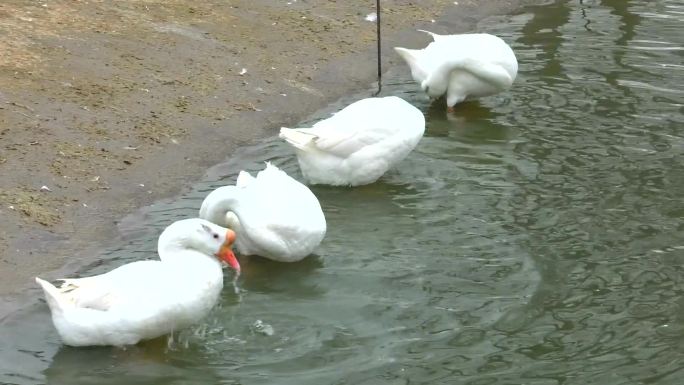 鹅场环境 放牧 皖西白鹅 池塘 水面鹅群