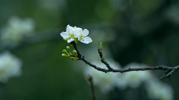 梨花盛开春天蜜蜂花开花花瓣梨花梨花开花花