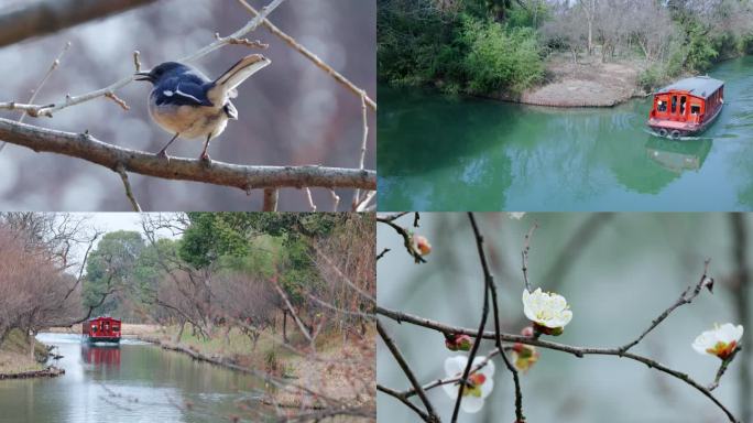 来初春的湿地公园赏花、观鸟和放空。