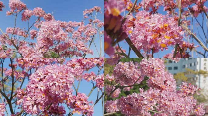 春暖花开公园美好生活立春阳光花朵