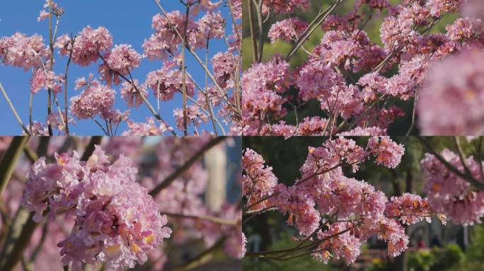 春暖花开公园美好生活立春阳光花朵春天