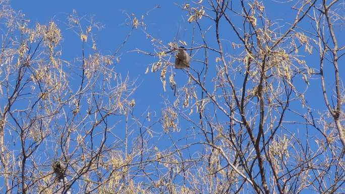 冬天灰喜鹊啄食国槐种子