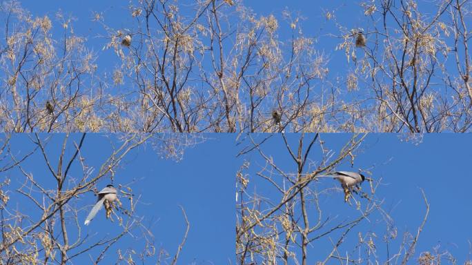 冬天灰喜鹊啄食国槐种子
