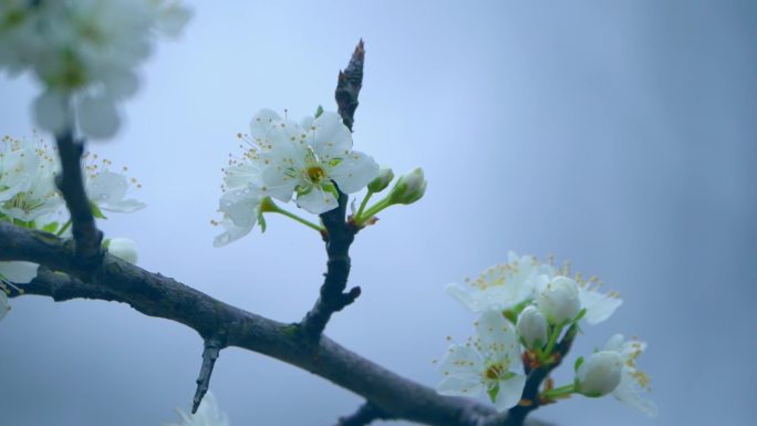 梨花盛开春天蜜蜂花开花花瓣梨花梨花开花花