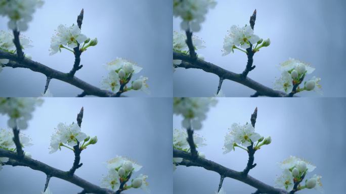 梨花盛开春天蜜蜂花开花花瓣梨花梨花开花花