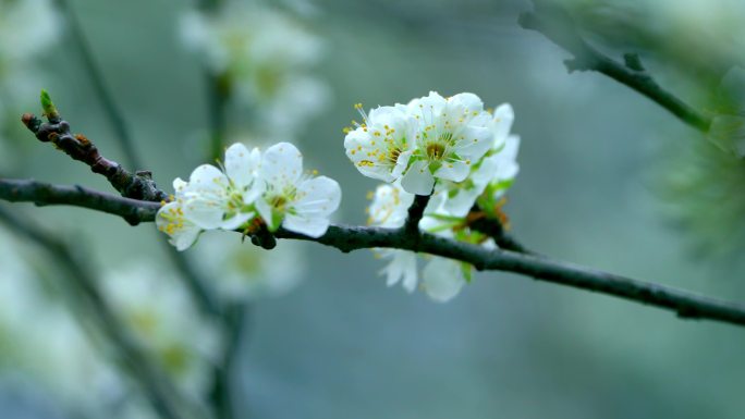 梨花盛开春天蜜蜂花开花花瓣梨花梨花开花花