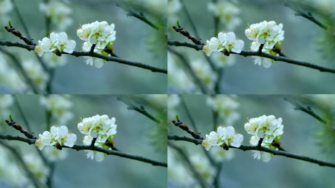 梨花盛开春天蜜蜂花开花花瓣梨花梨花开花花