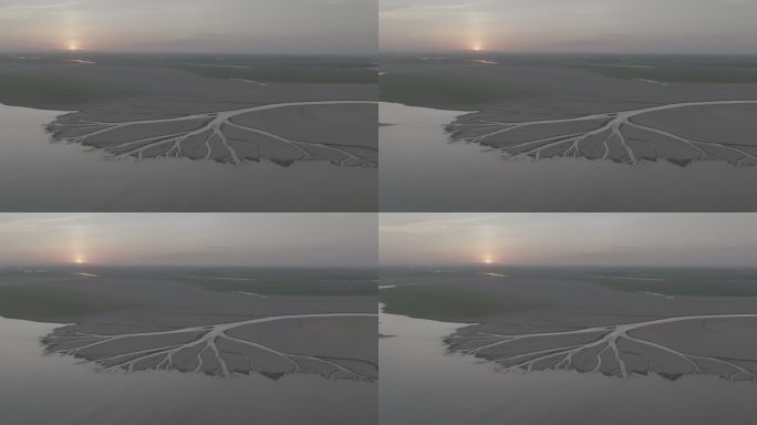 金溪湖鄱阳湖生命之树4K灰片LOG素材