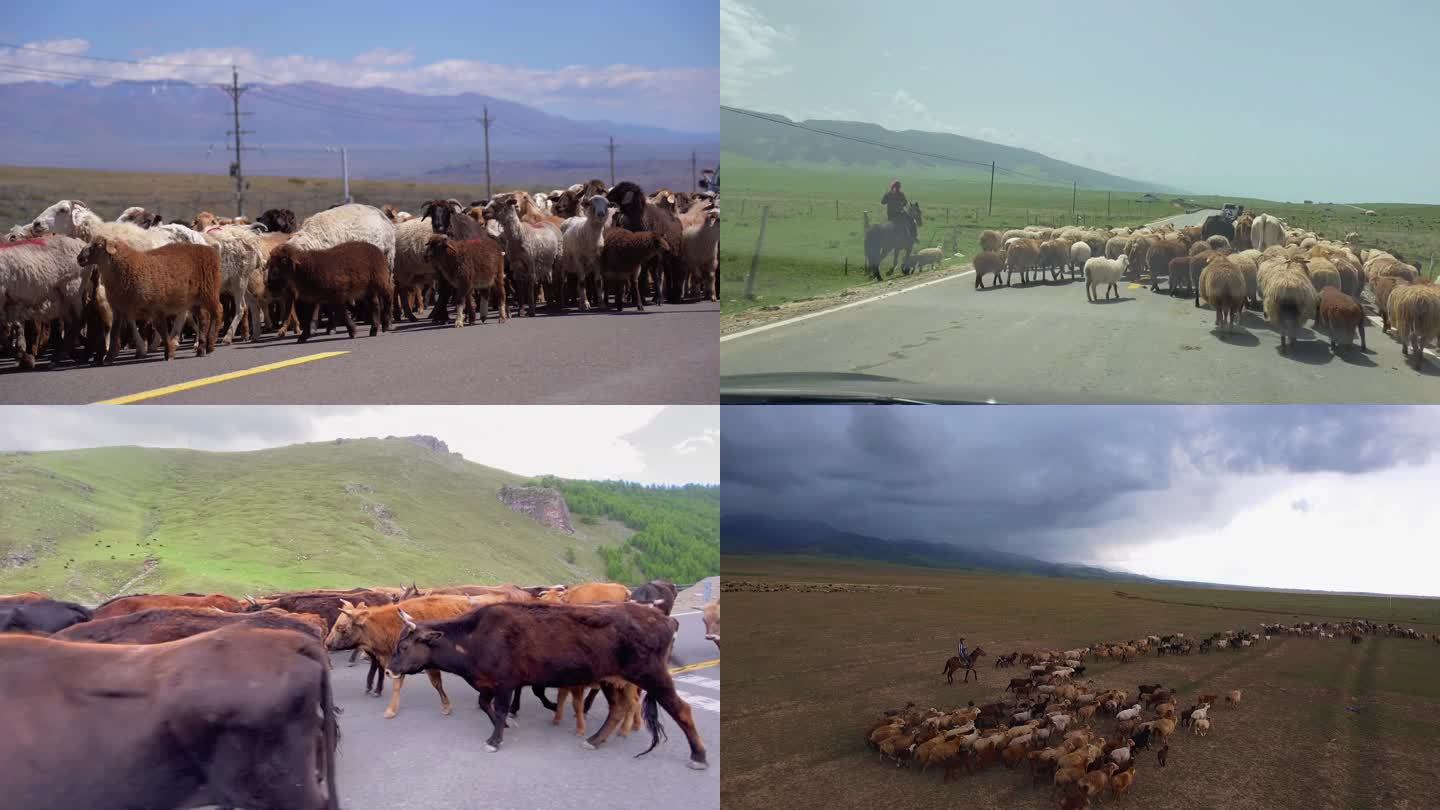 新疆自驾路上遇到羊群牛群动物