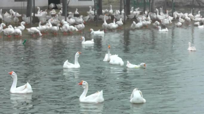 鹅场环境 皖西白鹅 池塘 水面鹅群 交配