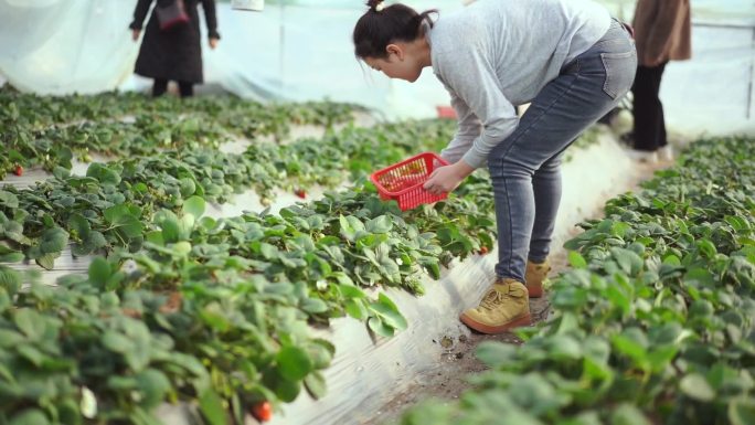 草莓园 草莓园采摘