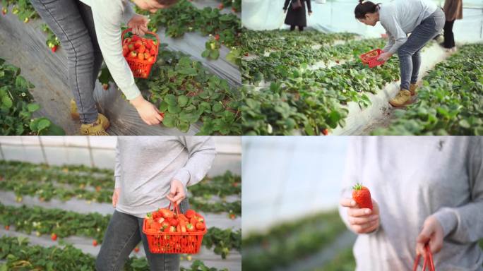 草莓园 草莓园采摘