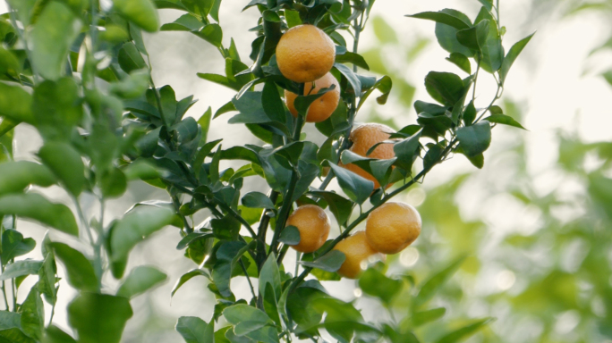 桔子 果园柑橘水果农业柑果种植丰收采摘
