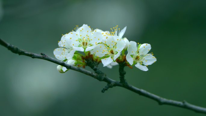 梨花盛开春天蜜蜂花开花花瓣梨花梨花开花花