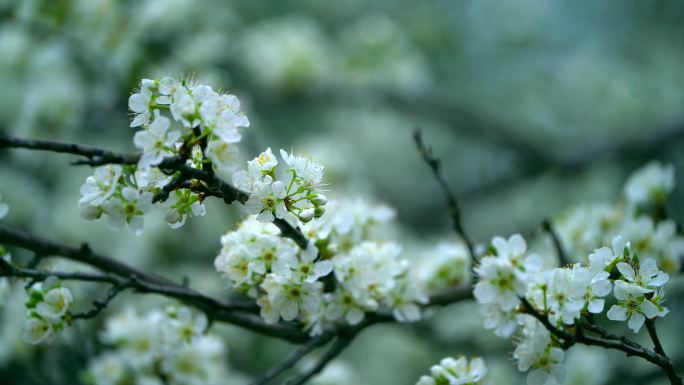 梨花盛开