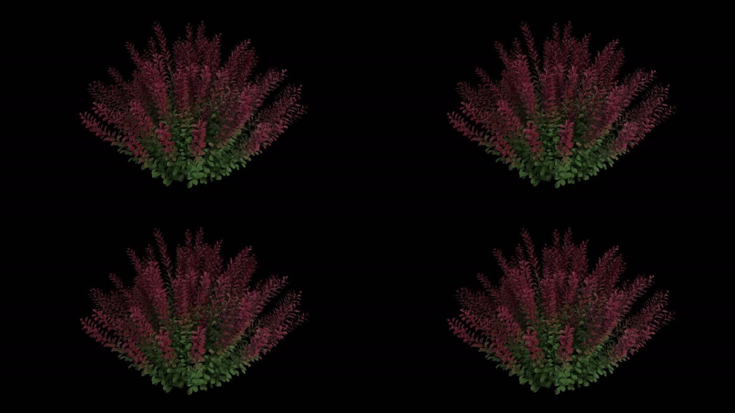 4K植物小檗科带循环动画和透明通道