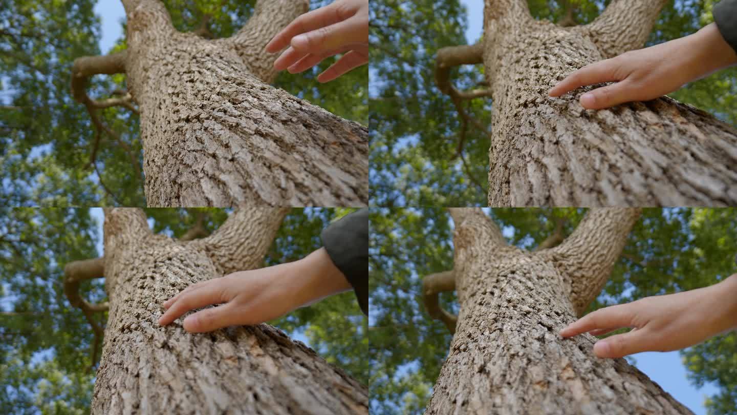 伸手触摸自然，触摸大树树干，手摸大叔