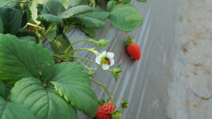 草莓园 采摘草莓