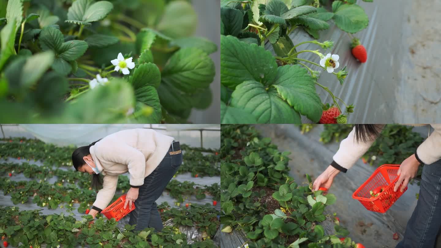 草莓园 采摘草莓
