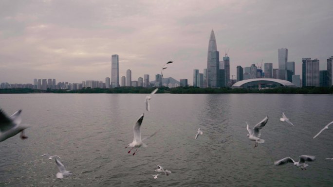 深圳湾公园的海鸥