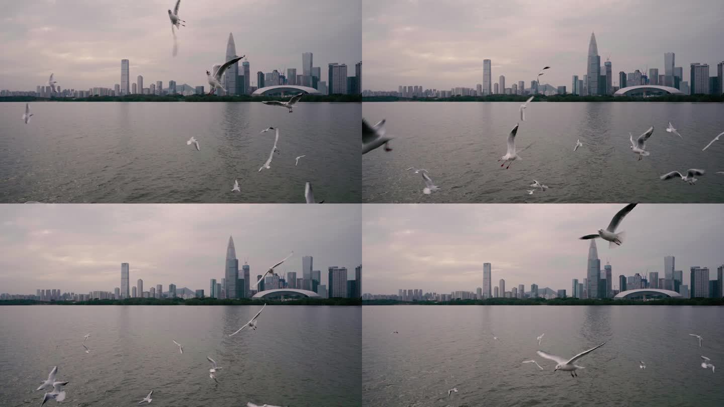 深圳湾公园的海鸥