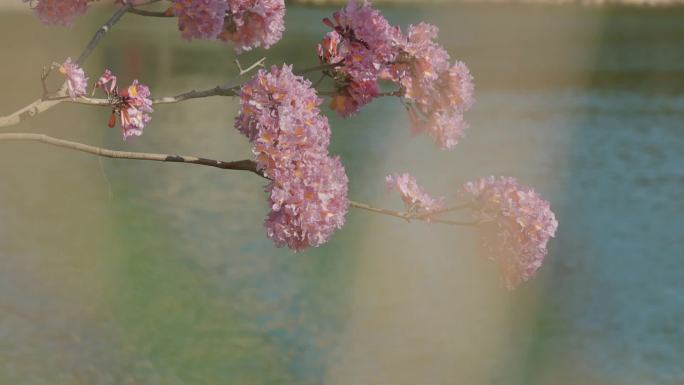 春暖花开公园美好生活立春阳光花朵