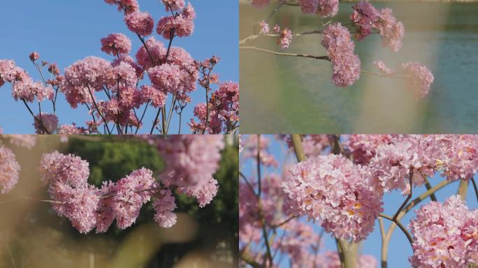 春暖花开公园美好生活立春阳光花朵