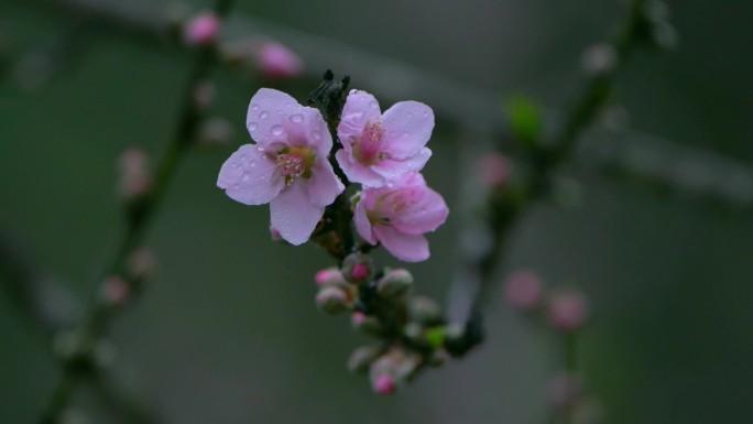 桃花