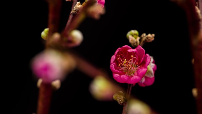 春天鲜花盛开延时