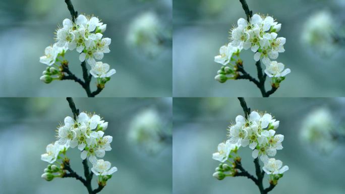 梨花开花花瓣梨花梨花开花花