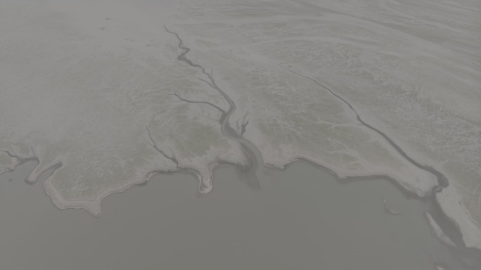 九江鄱阳湖生命之树4K灰片LOG素材