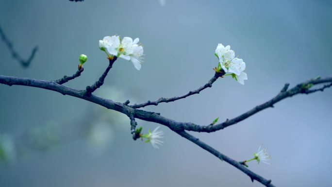 梨花盛开春天蜜蜂花开花花瓣梨花梨花开花花