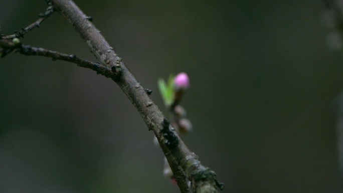 桃花