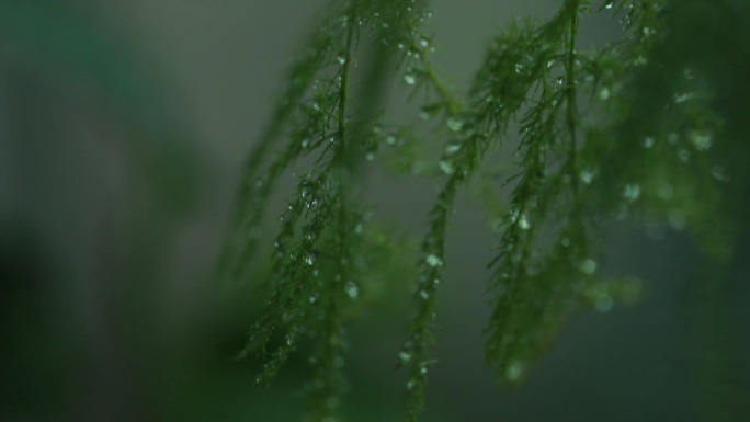 雨中的植物特写