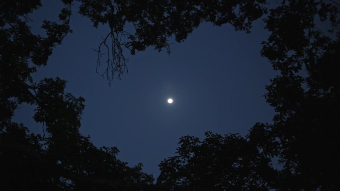 心形树影月亮