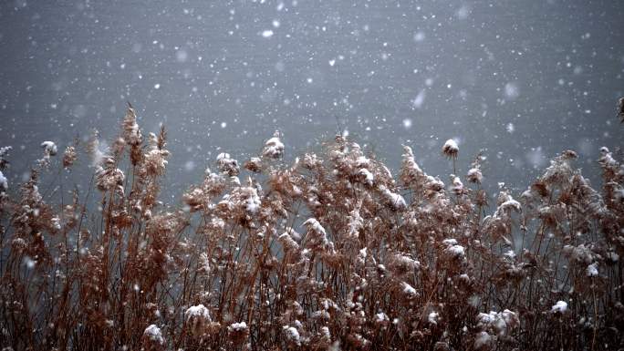 寒冬-大雪纷飞-枯黄的芦苇在风雪中摇曳