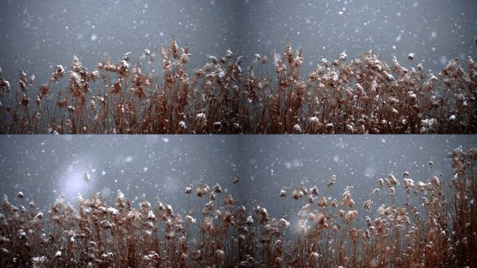 寒冬-大雪纷飞-枯黄的芦苇在风雪中摇曳