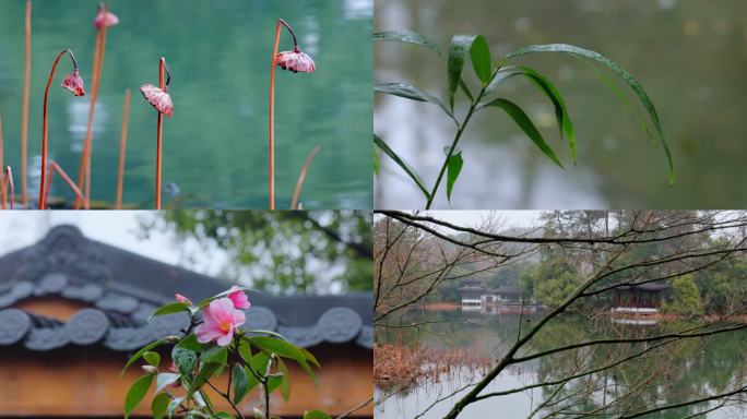 立春：花、雨、轩