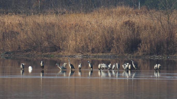 杭州南湖生态湿地田园水鸟灰鹭空镜