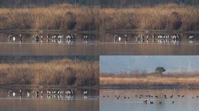 杭州南湖生态湿地田园水鸟灰鹭空镜