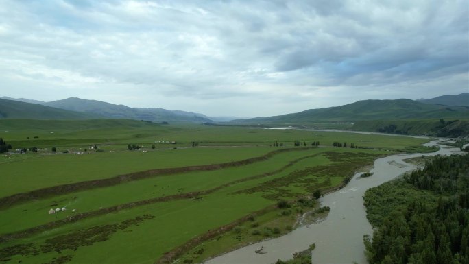 新疆伊犁唐布拉草原夏季自然风光航拍