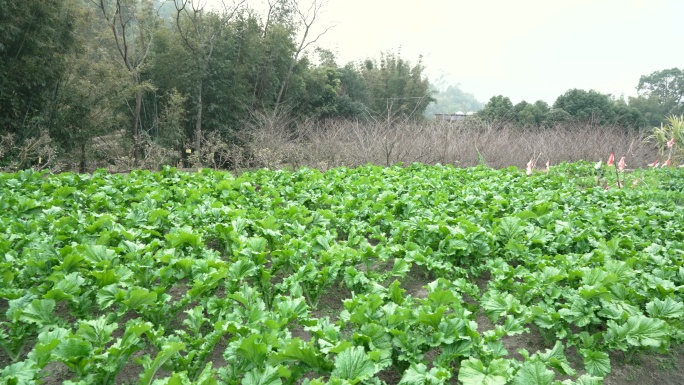 钱排大芥菜种植房屋周边【4K画质】