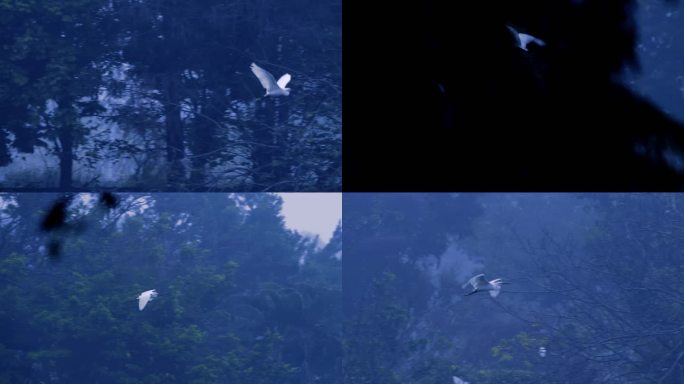 环保素材：蓝调湖面晨雾中的白鹭