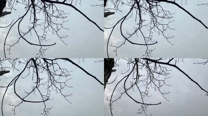冬季的干枯树枝枝头