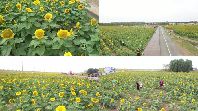 向日葵 航拍 花田 蜜蜂