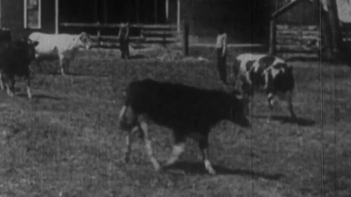 30年代农场畜牧业牛群奶牛牛奶